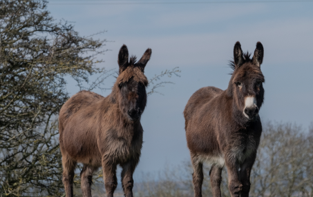 Equids (horses, donkeys and mules)